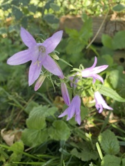 Campanula