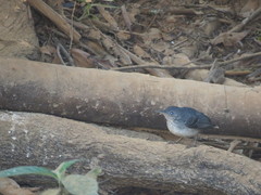 Hypocnemoides maculicauda