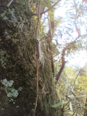 Chrysaeglia magnifica