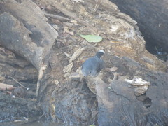 Hypocnemoides maculicauda