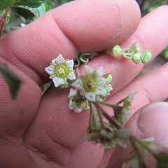 Holodiscus argenteus