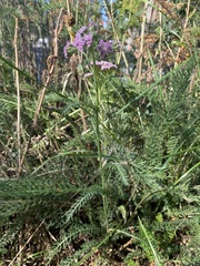 Achillea millefolium