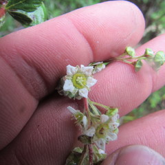 Holodiscus argenteus