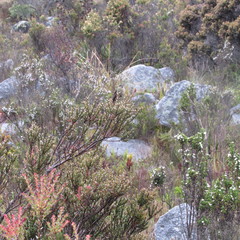 Chalcostigma heteropogon