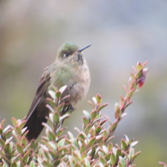 Chalcostigma heteropogon