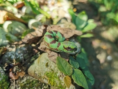 Eupanacra