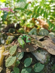 Eupanacra
