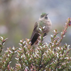 Chalcostigma heteropogon