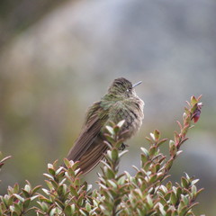 Chalcostigma heteropogon
