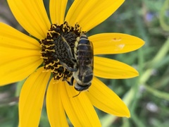 Megachile parallela