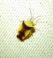 Elasmostethus atricornis