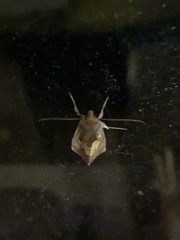 Argyrogramma verruca