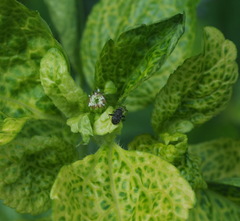 Charagochilus longicornis