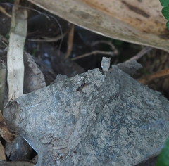 Teleopsis quadriguttata