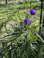Solanum linearifolium
