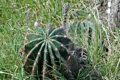 Echinopsis rhodotricha