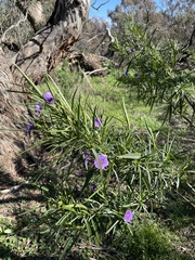 Solanum linearifolium