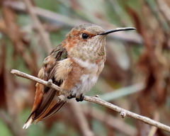 Selasphorus sasin sedentarius