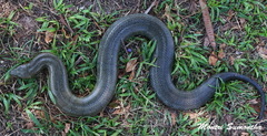 Homalopsis semizonata