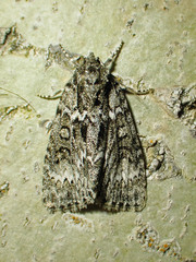 Acronicta fragilis