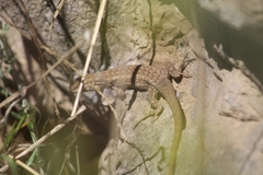 Liolaemus nitidus