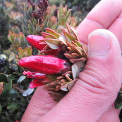 Bejaria