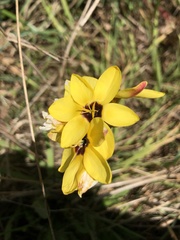 Ixia fuscocitrina