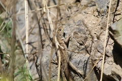 Liolaemus nitidus