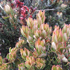 Bejaria