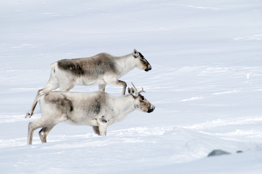 Caribou from Joe Batt's Arm-barr'd Islands-shoal, Newfoundland and ...