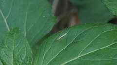 Mecistoscelis scirtetoides