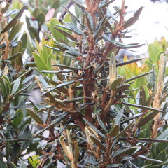 Miconia salicifolia