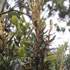 Miconia salicifolia