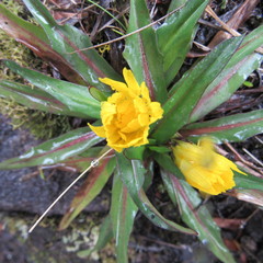 Hypochaeris sessiliflora