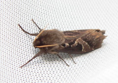 Eudalaca ammon