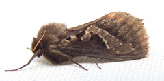 Eudalaca ammon