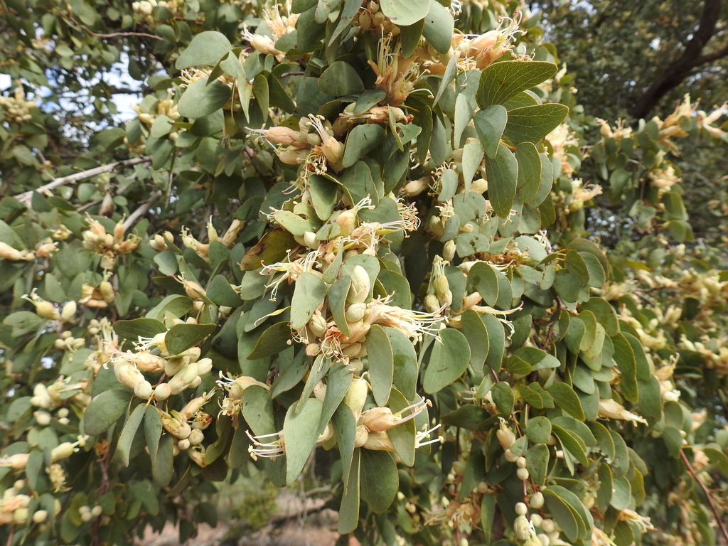 Lysiphyllum gilvum (F.M.Bailey) Pedley