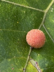 Atrusca carolina