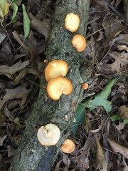 Neofavolus americanus