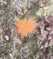 Epiactis prolifera