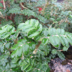 Polylepis quadrijuga