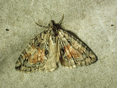 Hydriomena perfracta