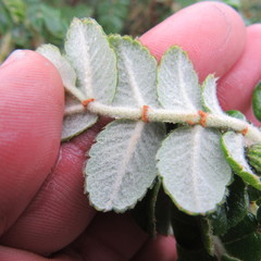 Polylepis quadrijuga