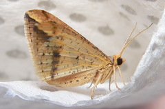 Chiasmia subcurvaria