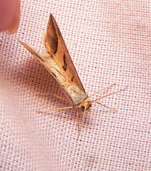 Chiasmia subcurvaria