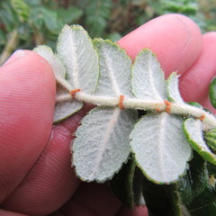 Polylepis quadrijuga