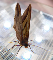 Chiasmia subcurvaria