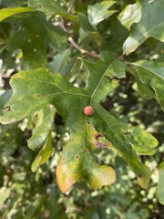 Atrusca carolina