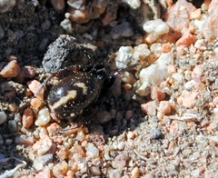 Steatoda ancorata