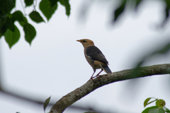 Acridotheres leucocephalus